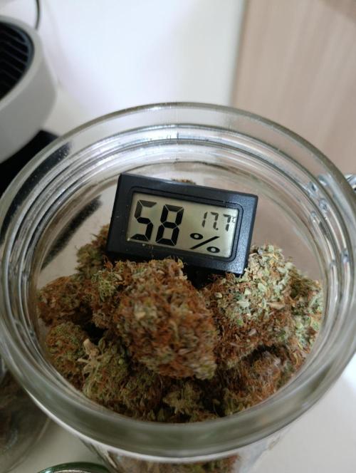 Gorilla auto. Week 12 - Better smell day by day...