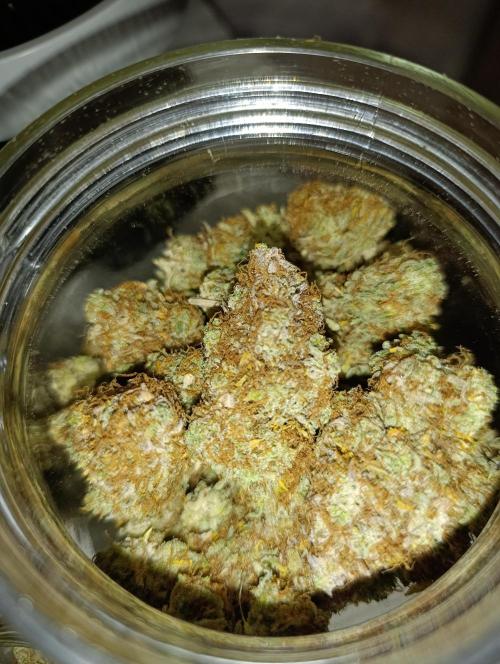 Gorilla auto. Week 12 - Strong fruity jar's smell...