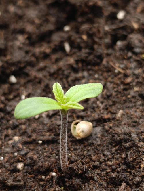 Mimosa x Orange Punch. Week 0