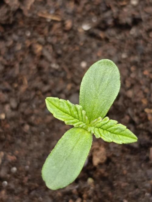 Mimosa x Orange Punch. Week 0