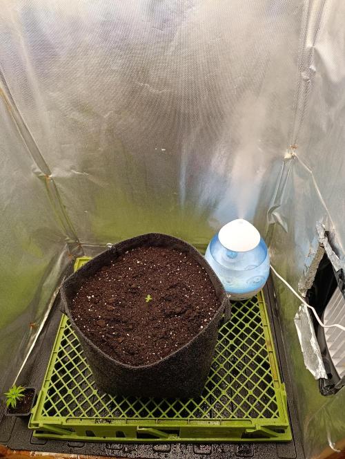 Mimosa x Orange Punch. Week 0