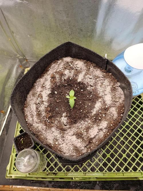 Mimosa x Orange Punch. Week 1