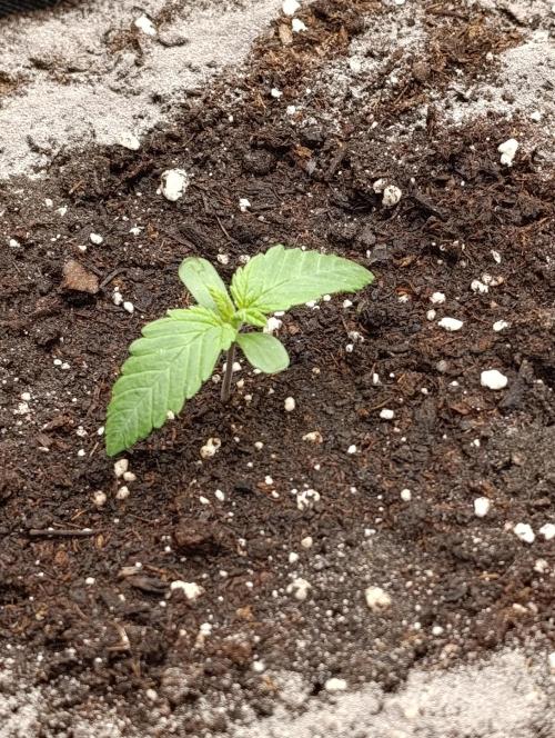 Mimosa x Orange Punch. Week 1