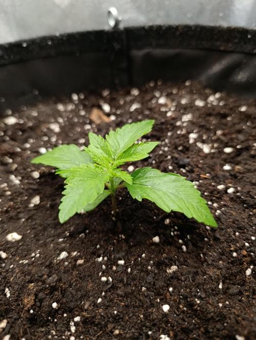 Mimosa x Orange Punch. Week 2 - Day 11
