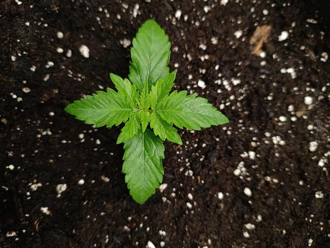 Mimosa x Orange Punch. Week 2 - Day 11