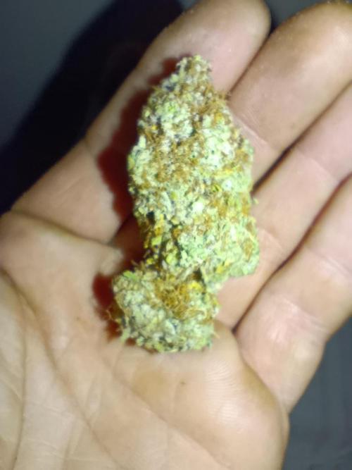 Gorilla auto. Week 12