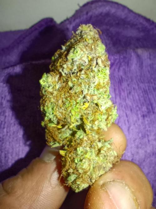 Gorilla auto. Week 12