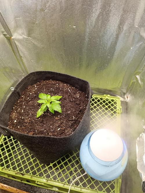 Mimosa x Orange Punch. Week 2 - Day 13