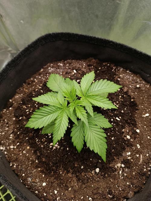 Mimosa x Orange Punch. Week 2 - Day 15