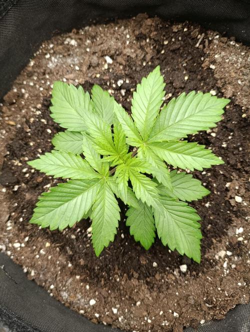 Mimosa x Orange Punch. Week 2 - Day 15
