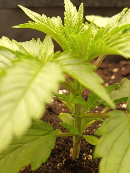 Mimosa x Orange Punch. Week 2 - Day 15