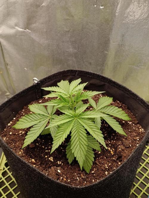Mimosa x Orange Punch. Week 2 - Day 17