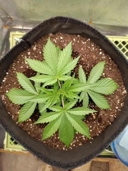 Mimosa x Orange Punch. Week 2 - Day 17