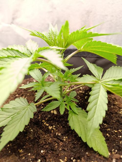 Mimosa x Orange Punch. Week 2 - Day 17