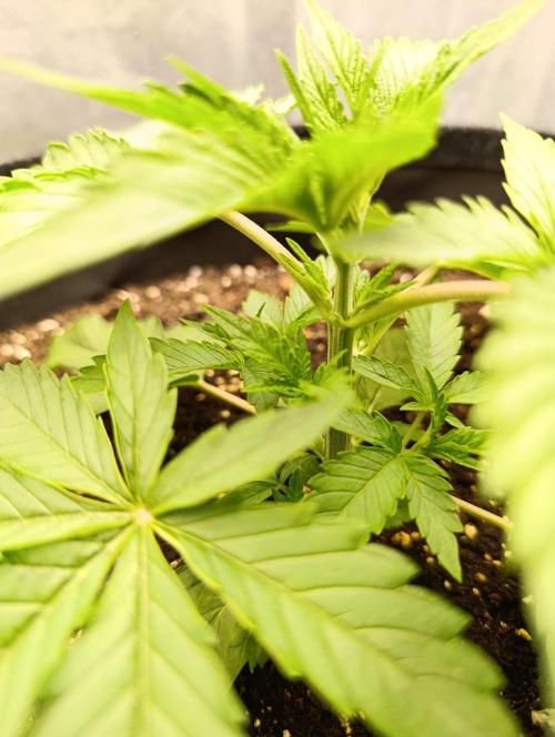 Mimosa x Orange Punch. Week 2 - Day 17