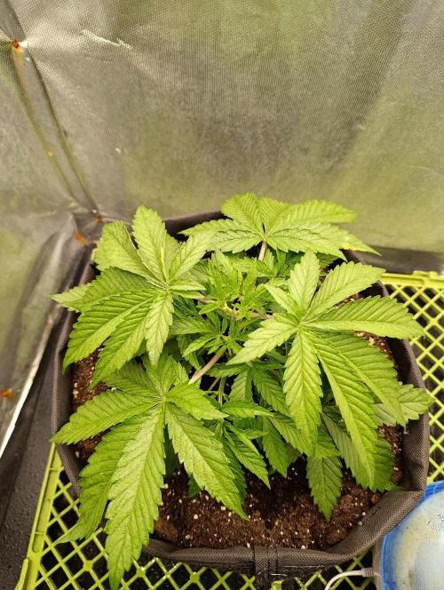 Mimosa x Orange Punch. Week 3 - Day 18, topped two days before 