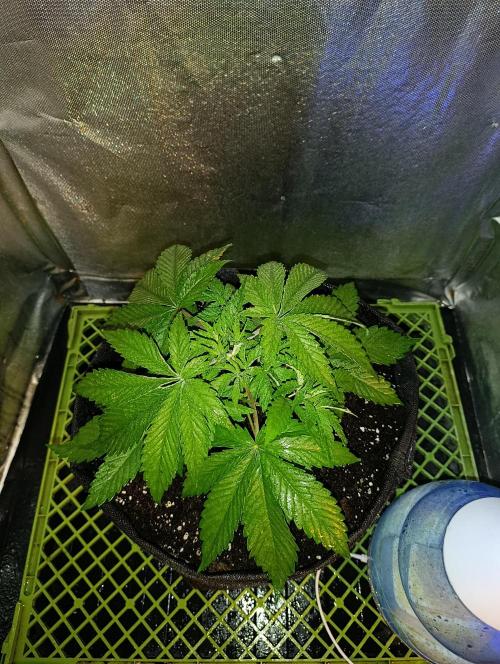 Mimosa x Orange Punch. Week 3 - Day 18