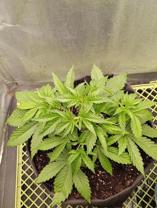 Mimosa x Orange Punch. Week 3 - Day 20