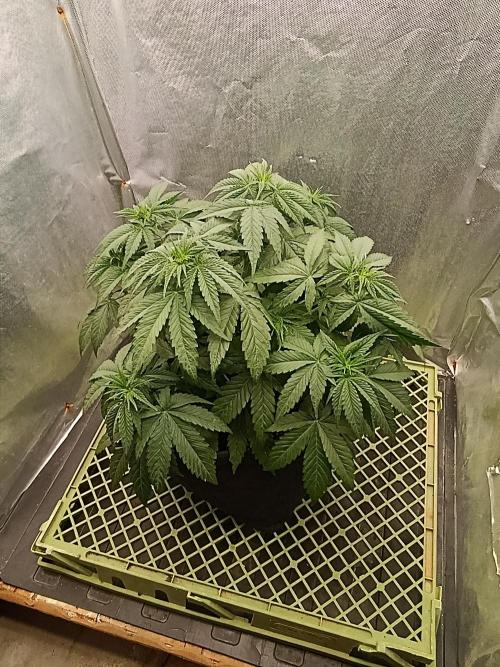 Mimosa x Orange Punch. Week 4 - Day 27