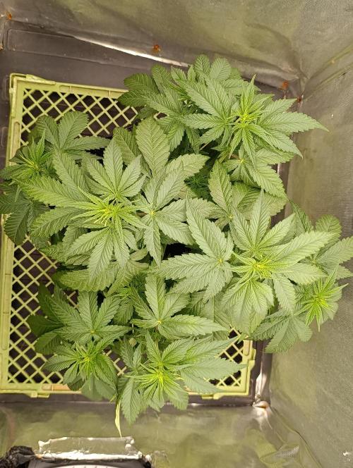 Mimosa x Orange Punch. Week 4 - Day 27