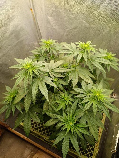 Mimosa x Orange Punch. Week 5 - Day 32... from seed 