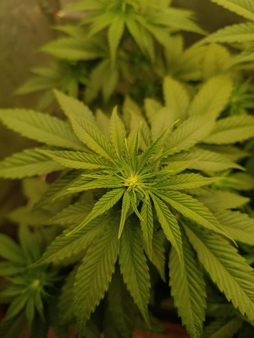 Mimosa x Orange Punch. Week 5 - Day 32