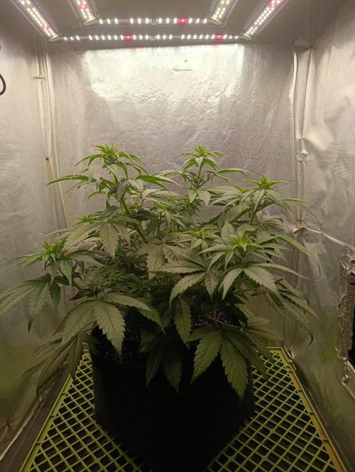 Mimosa x Orange Punch. Week 5 - Day 32