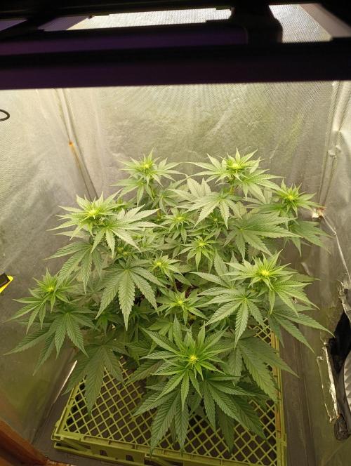Mimosa x Orange Punch. Week 5 - Day 35...big difference for 3 days period...