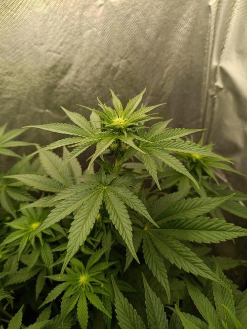 Mimosa x Orange Punch. Week 5 - Day 35