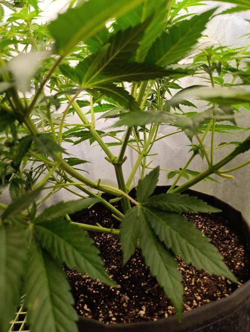 Mimosa x Orange Punch. Week 5 - I pruned lower weak branches and 4-5 upper big fan leaves.
