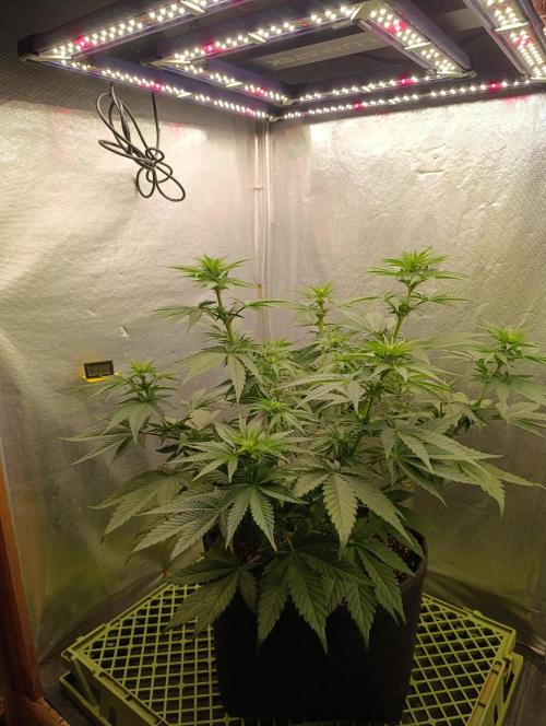 Mimosa x Orange Punch. Week 5 - Day 35