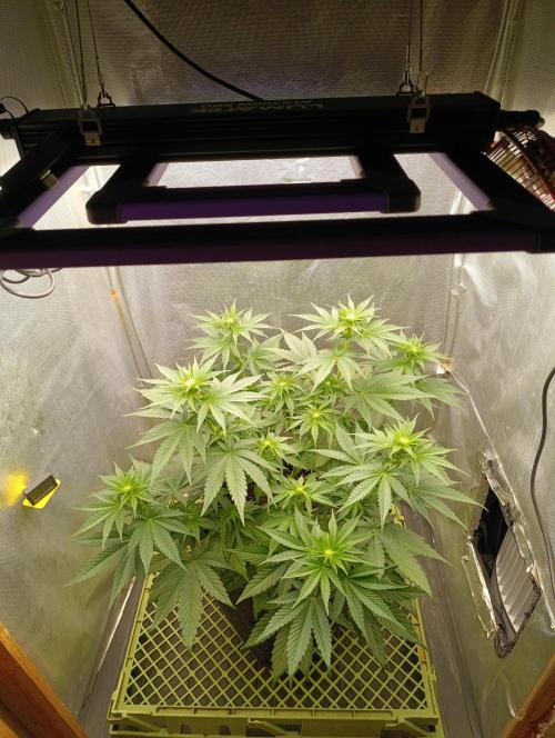 Mimosa x Orange Punch. Week 5 - Day 35
