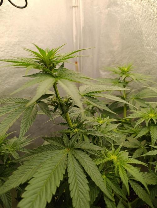Mimosa x Orange Punch. Week 5 - Day 35