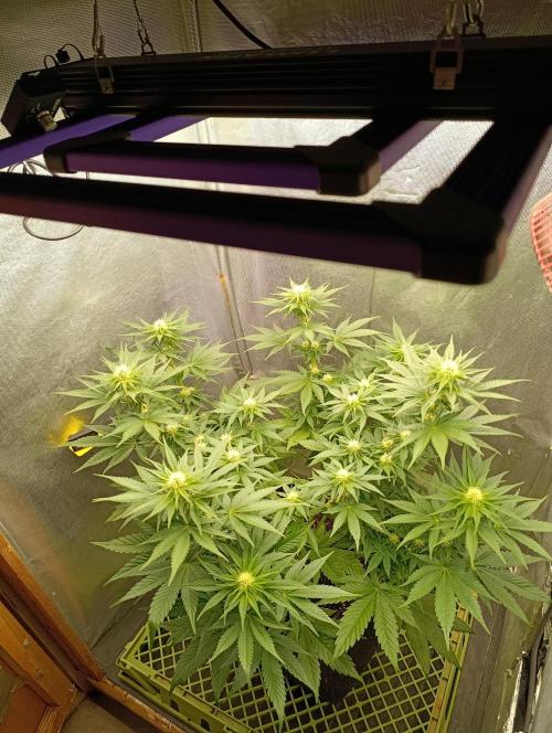 Mimosa x Orange Punch. Week 6 - Day 41