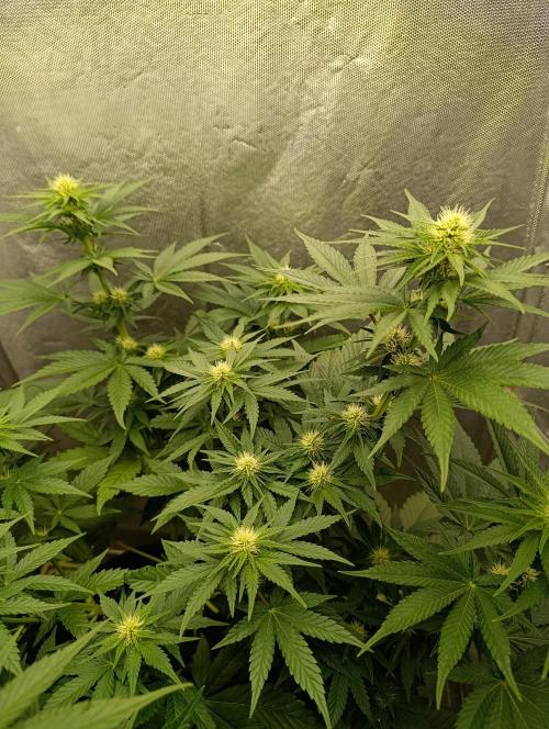 Mimosa x Orange Punch. Week 6 - Day 41