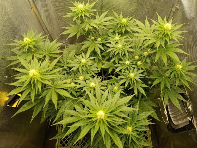 Mimosa x Orange Punch. Week 6 - Day 41