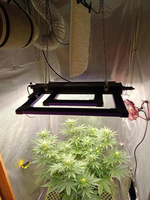 Mimosa x Orange Punch. Week 6 - Day 41