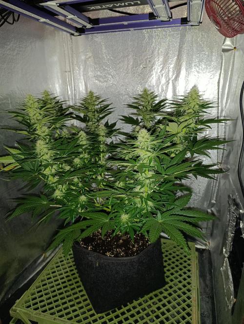 Mimosa x Orange Punch. Week 7 - Day 46 from seed- bloom day 26