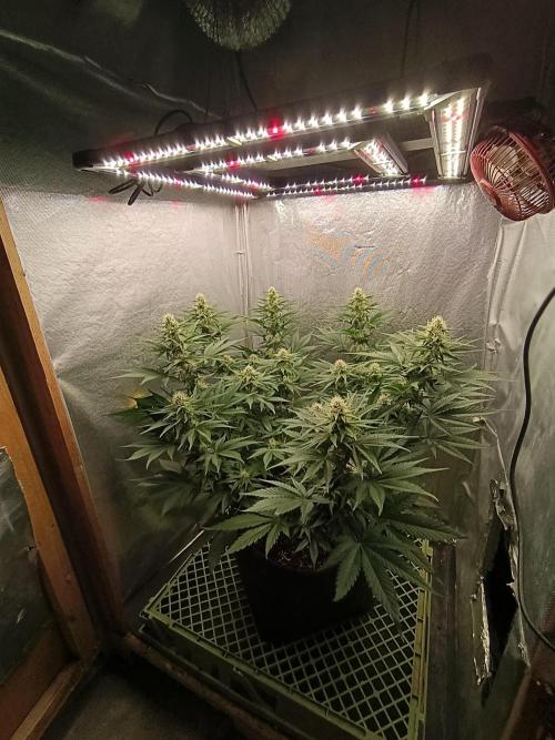 Mimosa x Orange Punch. Week 7 - Day 46
