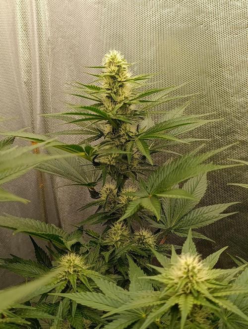 Mimosa x Orange Punch. Week 7 - Day 46