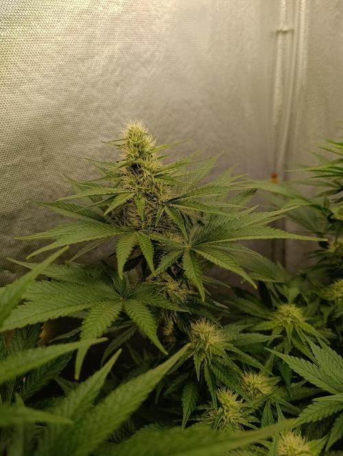 Mimosa x Orange Punch. Week 7 - Day 46