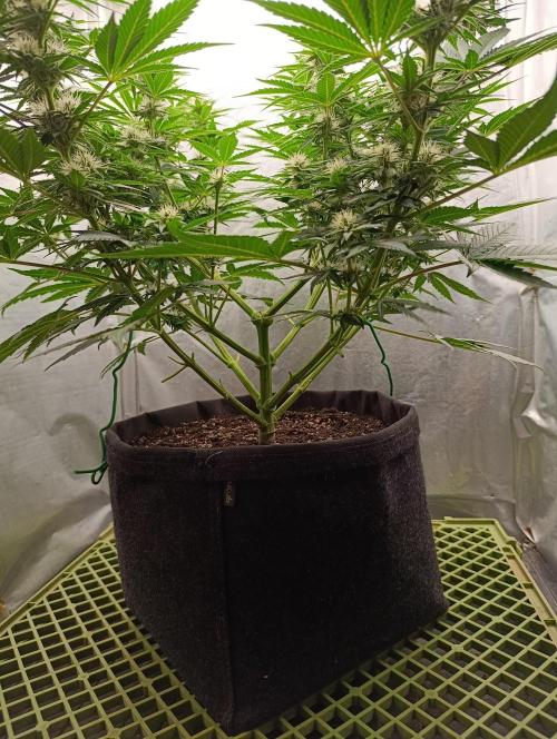 Mimosa x Orange Punch. Week 7 - Day 46