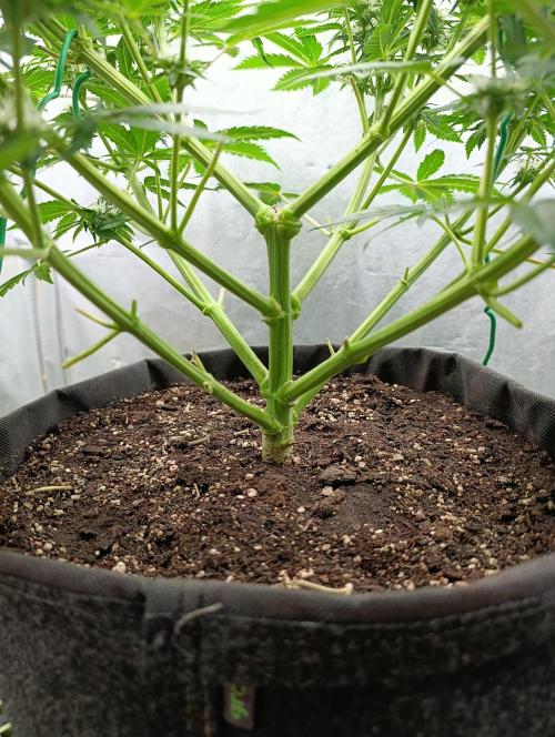 Mimosa x Orange Punch. Week 7 - Day 46
