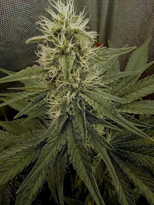 Mimosa x Orange Punch. Week 8 - Day 51
