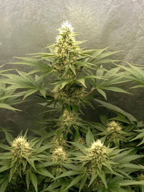 Mimosa x Orange Punch. Week 8 - Day 51