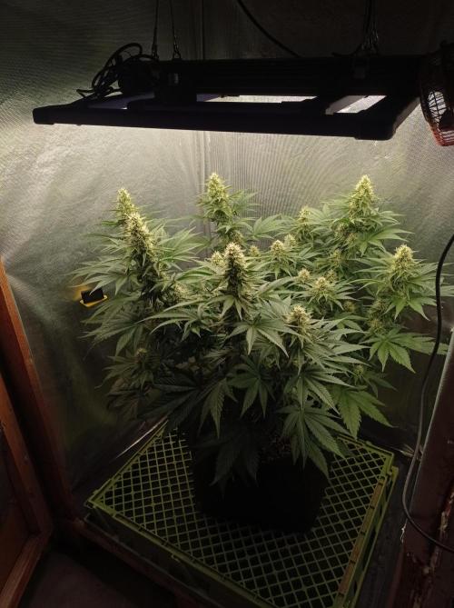 Mimosa x Orange Punch. Week 8 - Day 51
