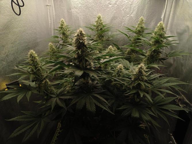 Mimosa x Orange Punch. Week 8 - Day 51 