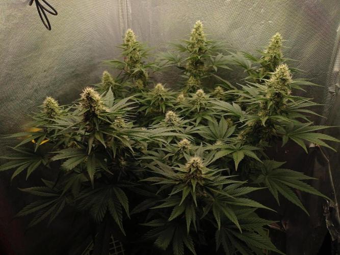 Mimosa x Orange Punch. Week 8 - Day 51