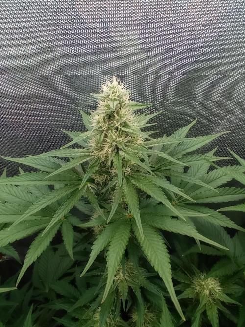 Mimosa x Orange Punch. Week 8 - Day 51