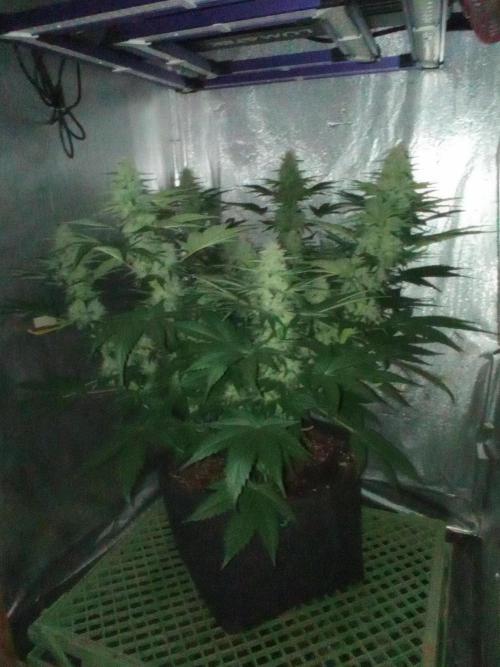 Mimosa x Orange Punch. Week 8 - Day 51